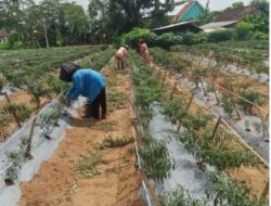 Panen Cabai Ketahanan Pangan BUMKAM Moris Jaya, Wujud Nyata Kemandirian Desa
